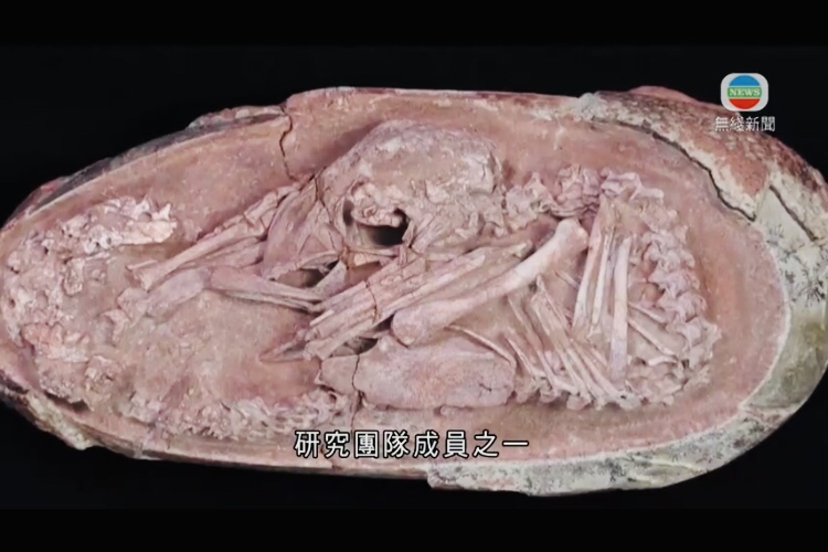  江西发现历来最完整恐龙胚胎化石科学家指与现代鸟类多共同点