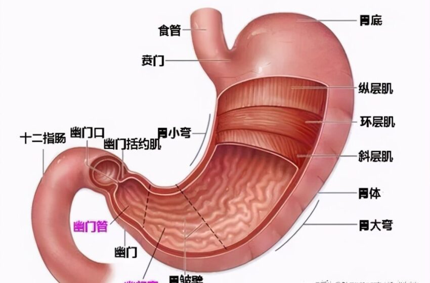  🤔胃真的会越撑越大，越饿越小？