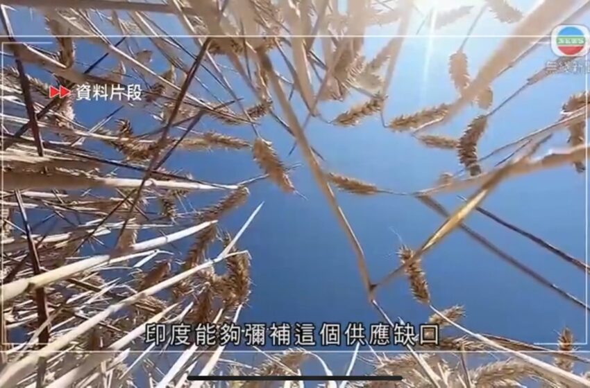 🔵印度以粮食安全受威胁为由禁小麦出口外界忧进一步推高粮价