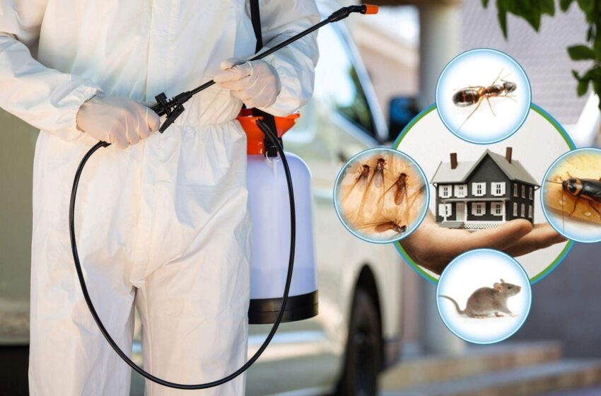  📣Pest Controle House杀虫公司
