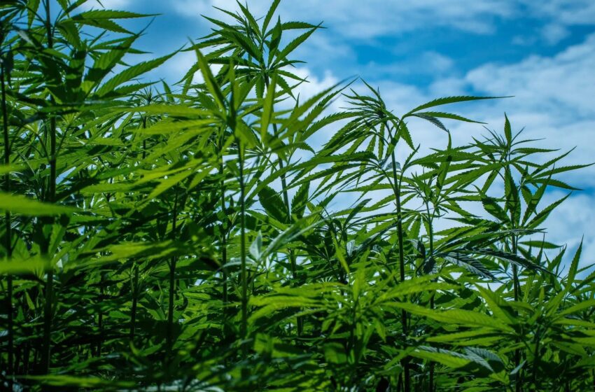  🟢国会继续审理工业大麻法案