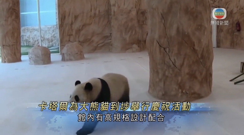  🔴中国赠卡塔尔一对大熊猫抵多哈新居按协议将留当地15年