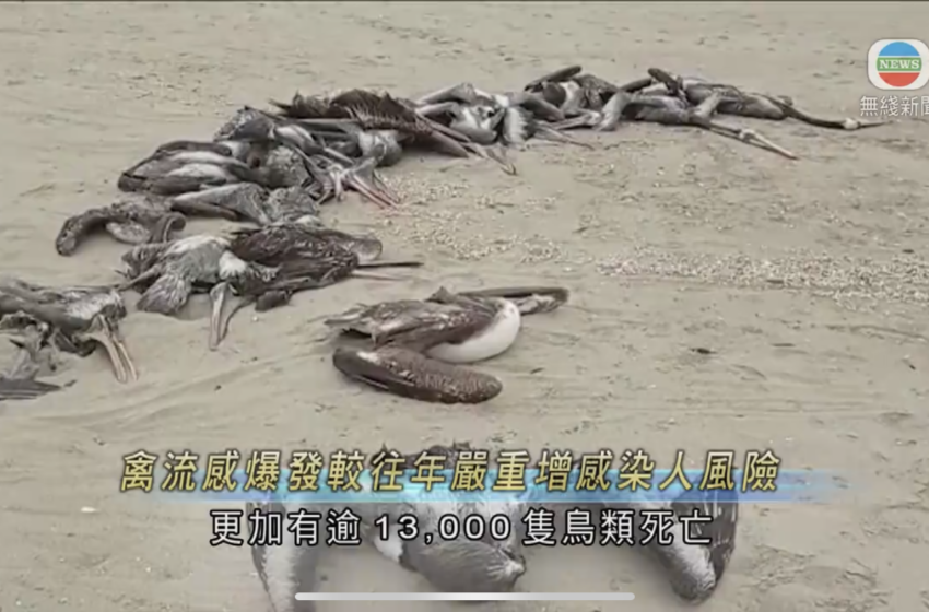  🔵禽流感爆发较往年严重专家指或涉病毒变种增人类感染风险