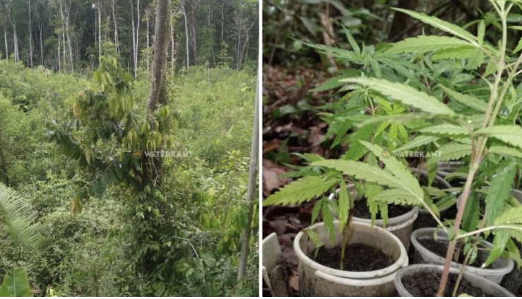 警方在东部地区再次发现有人非法种植大麻