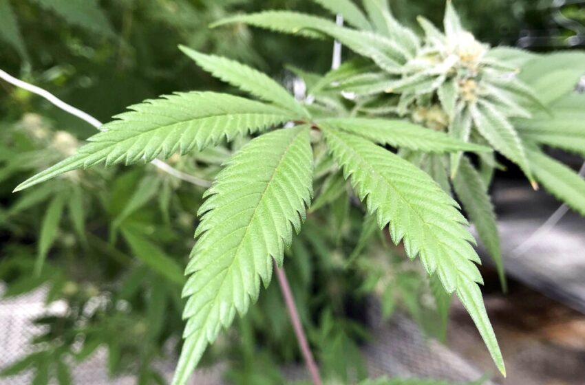  国会通过了工业种植大麻的法律