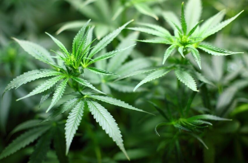  总统听取工业大麻法实施情况