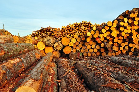  木厂遭抢：开枪、夺财物、放火烧车