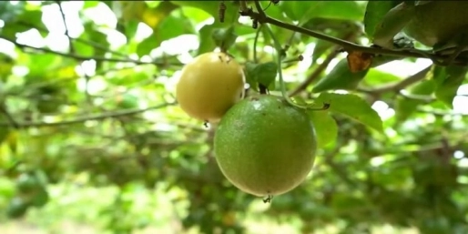  苏里南计划在4月启动百香果加工企业