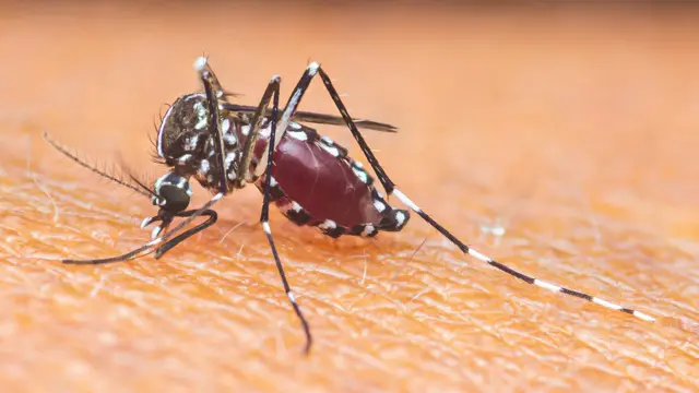  Albina居民积极响应号召参与蚊虫防治工作