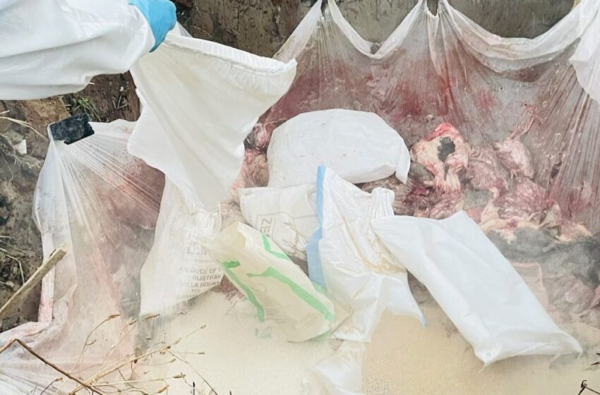  农牧渔业部与家禽行业讨论禽流感联合应对方案